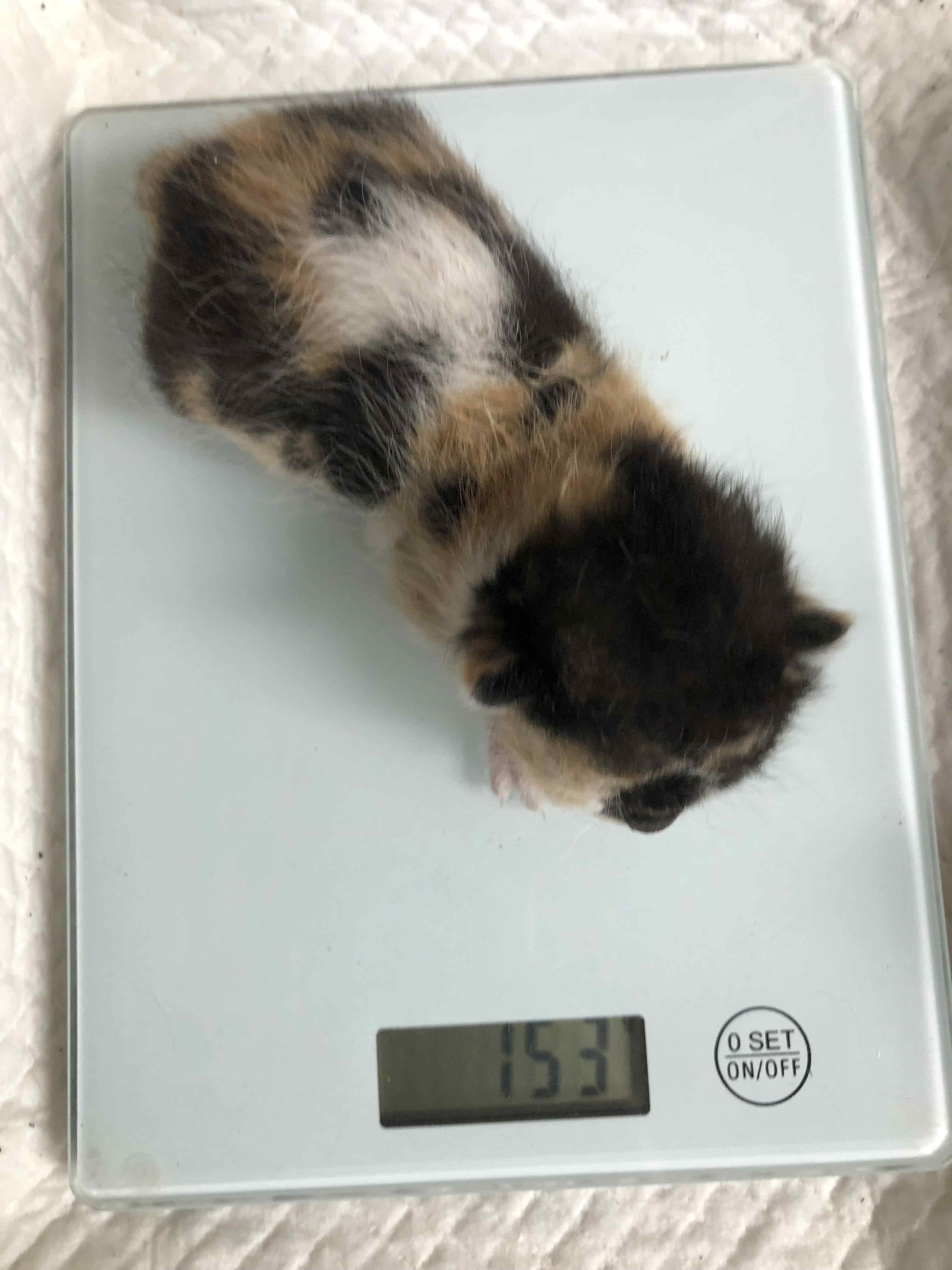 한국 고양이 이미지 파일 입니다.